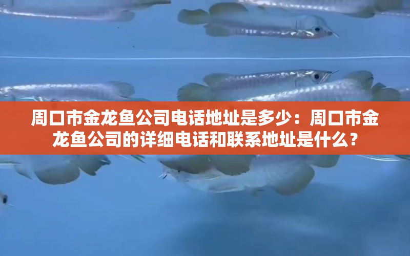 周口市金龍魚公司電話地址是多少：周口市金龍魚公司的詳細電話和聯(lián)系地址是什么？ 水族問答 第1張