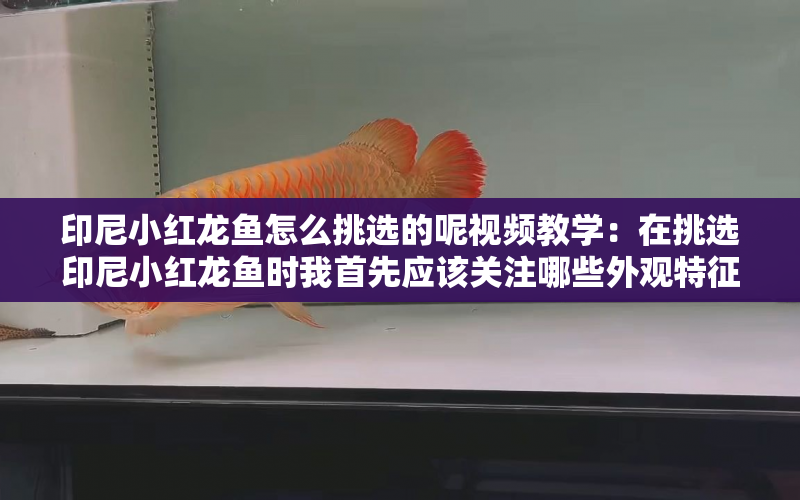 印尼小紅龍魚怎么挑選的呢視頻教學(xué)：在挑選印尼小紅龍魚時(shí)我首先應(yīng)該關(guān)注哪些外觀特征 水族問(wèn)答 第2張