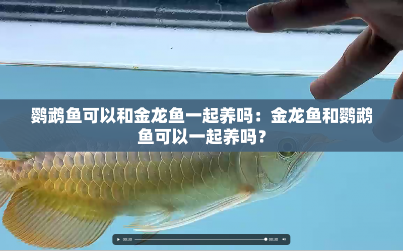 鸚鵡魚可以和金龍魚一起養(yǎng)嗎：金龍魚和鸚鵡魚可以一起養(yǎng)嗎？ 水族問答 第1張