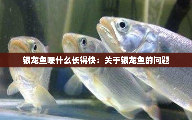 銀龍魚喂什么長得快：關(guān)于銀龍魚的問題 水族問答 第1張