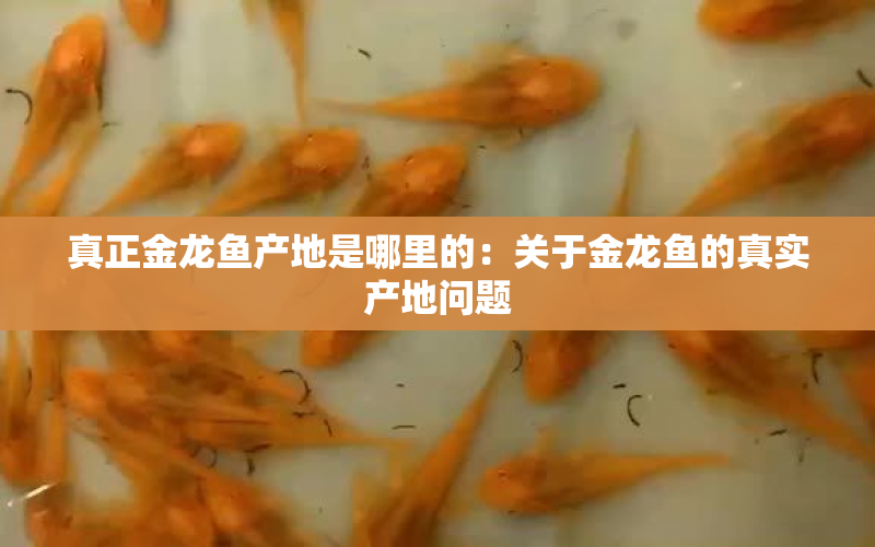 真正金龍魚產(chǎn)地是哪里的：關于金龍魚的真實產(chǎn)地問題 水族問答 第1張