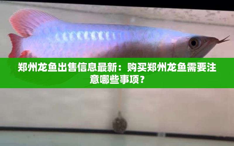 鄭州龍魚出售信息最新：購(gòu)買鄭州龍魚需要注意哪些事項(xiàng)？ 水族問答 第1張