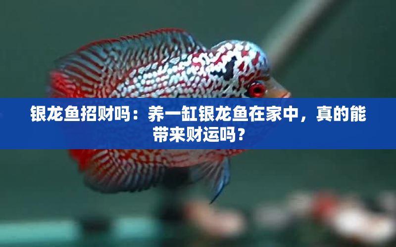 銀龍魚招財嗎：養(yǎng)一缸銀龍魚在家中，真的能帶來財運嗎？ 水族問答 第2張