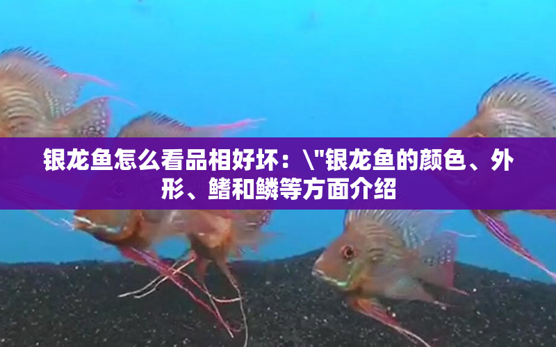 銀龍魚怎么看品相好壞：\