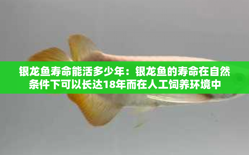 銀龍魚壽命能活多少年：銀龍魚的壽命在自然條件下可以長達(dá)18年而在人工飼養(yǎng)環(huán)境中 水族問答 第2張