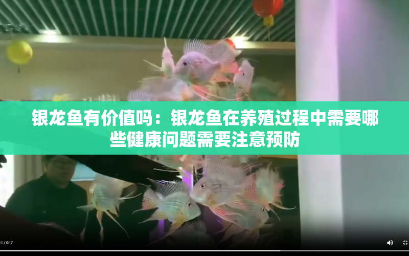 銀龍魚有價值嗎：銀龍魚在養(yǎng)殖過程中需要哪些健康問題需要注意預(yù)防 水族問答 第2張