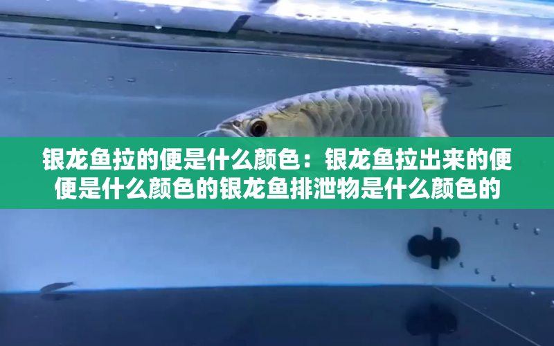 銀龍魚拉的便是什么顏色：銀龍魚拉出來的便便是什么顏色的銀龍魚排泄物是什么顏色的 水族問答 第2張