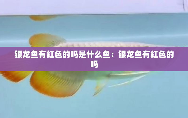 銀龍魚有紅色的嗎是什么魚：銀龍魚有紅色的嗎 水族問(wèn)答 第1張