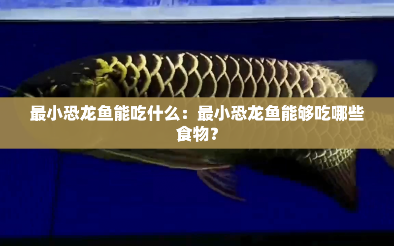 最小恐龍魚能吃什么：最小恐龍魚能夠吃哪些食物？ 水族問答