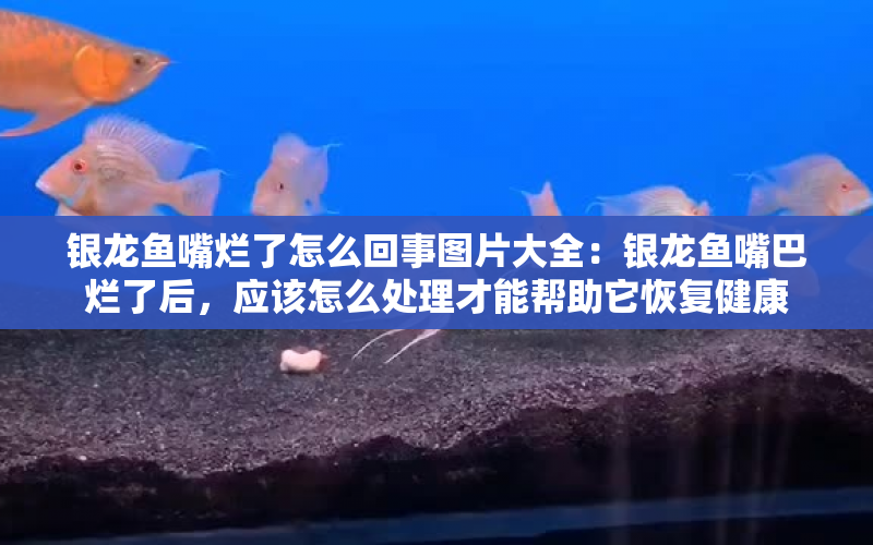 銀龍魚嘴爛了怎么回事圖片大全：銀龍魚嘴巴爛了后，應(yīng)該怎么處理才能幫助它恢復(fù)健康 水族問(wèn)答