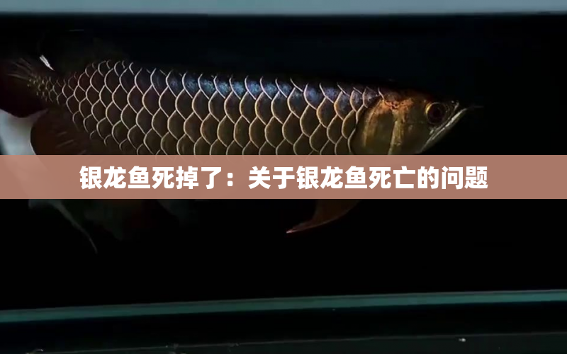 銀龍魚死掉了：關(guān)于銀龍魚死亡的問題 水族問答