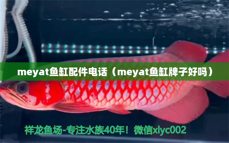 meyat魚缸配件電話（meyat魚缸牌子好嗎） 其他品牌魚缸