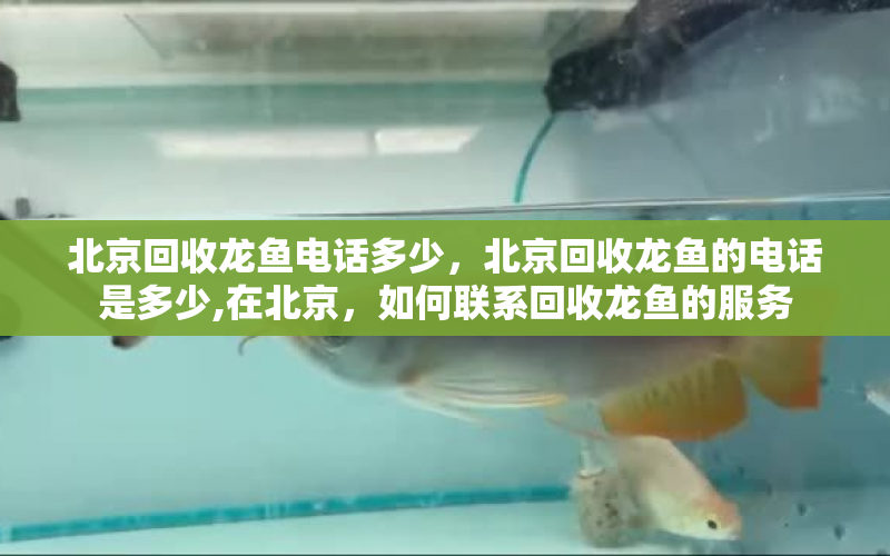 北京回收龍魚電話多少，北京回收龍魚的電話是多少,在北京，如何聯(lián)系回收龍魚的服務(wù) 水族問答 第1張