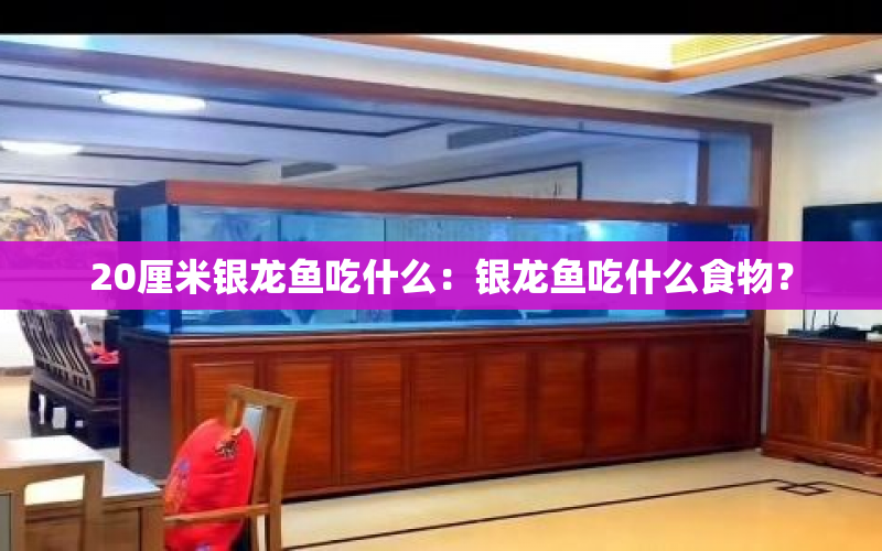 20厘米銀龍魚吃什么：銀龍魚吃什么食物？ 水族問答 第1張