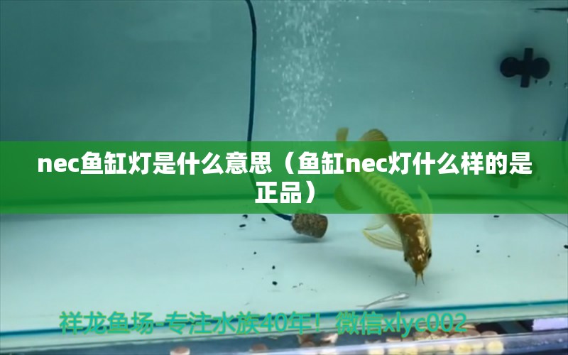 nec魚缸燈是什么意思（魚缸nec燈什么樣的是正品）