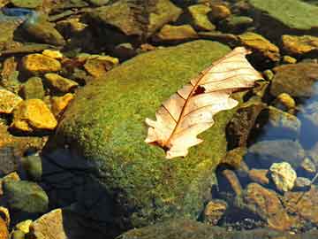 魚缸里放什么木頭好養(yǎng)魚（魚缸里放什么木頭好養(yǎng)魚呢）