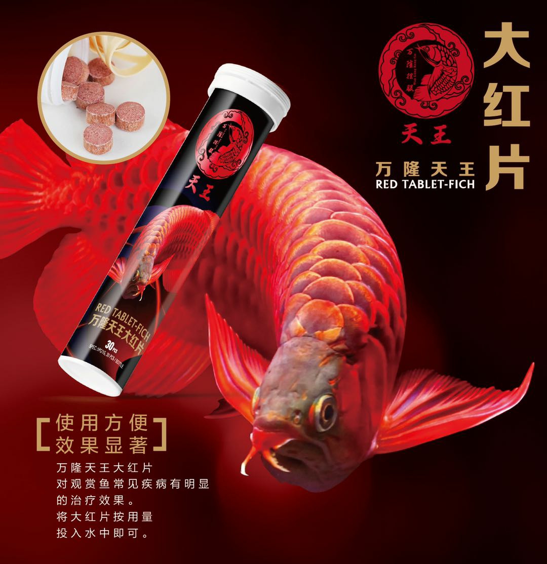 龍魚的福音 廣州觀賞魚批發(fā)市場(chǎng) 第5張