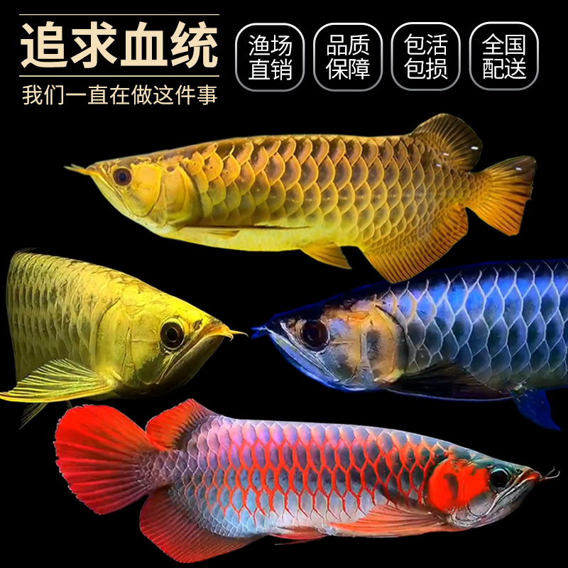 廣東梅州′魚池改造增加過濾系統(tǒng) 藍(lán)底過背金龍魚 第10張