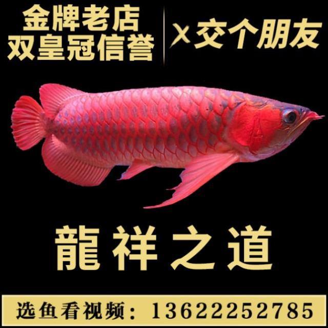 阿米卡星打一針 印尼紅龍魚 第2張