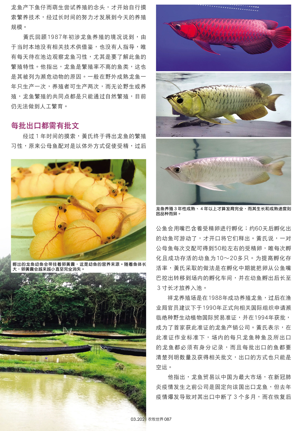 全球首獲CITES準(zhǔn)證繁殖及出口龍魚（祥龍魚場） 祥龍魚場 第3張