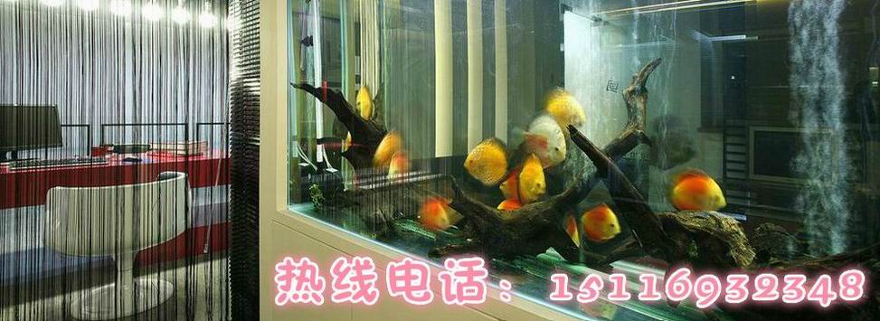 誰給看看我這條金魚 水族維護服務（上門） 第6張