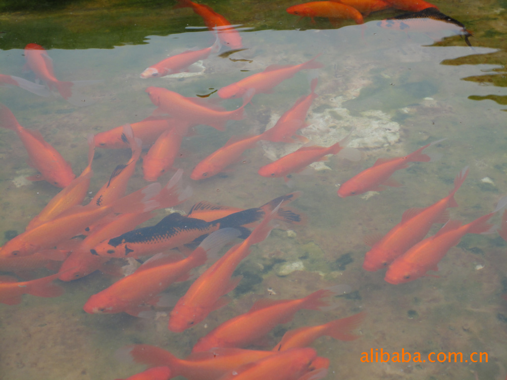 新手入池 觀賞魚魚苗 第4張