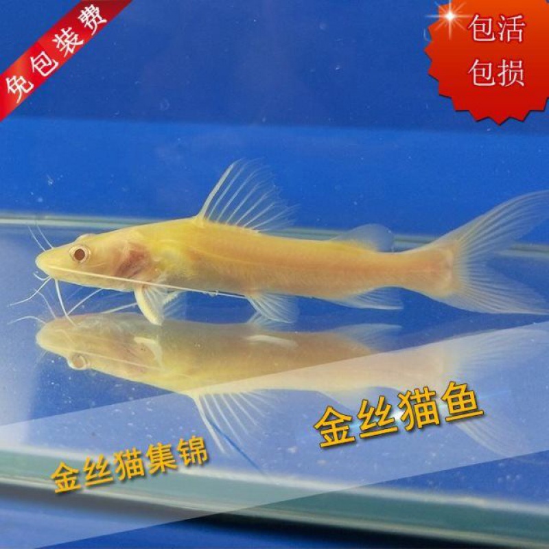 繼續(xù)退沙中 黃金招財貓魚 第2張