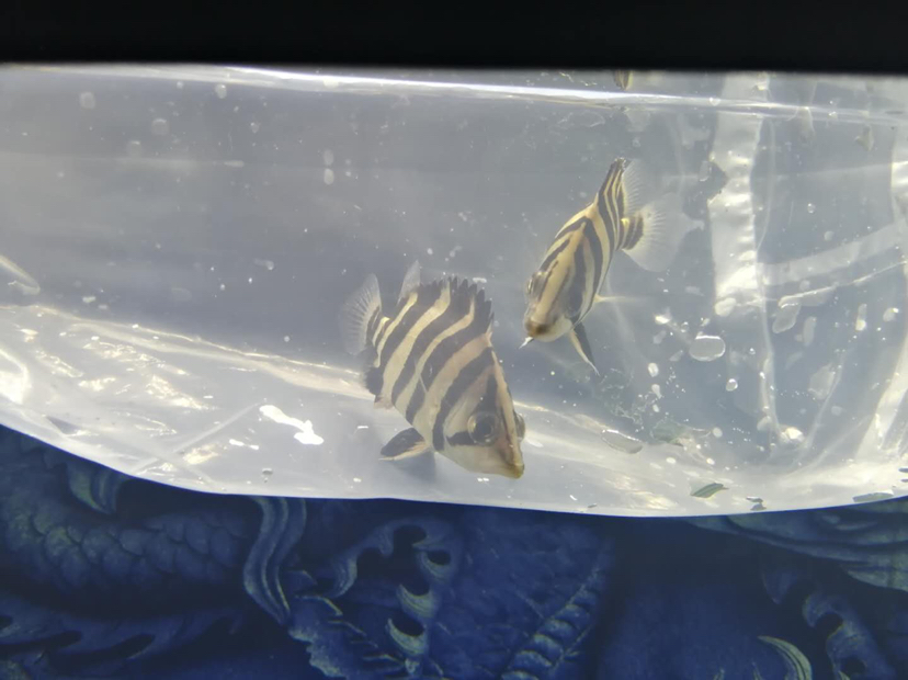 入缸即明的虎魚(yú) 虎魚(yú)百科 第1張