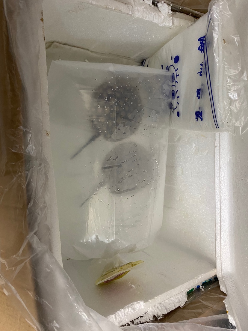 魟魚到新家過水 杰西卡恐龍魚 第2張