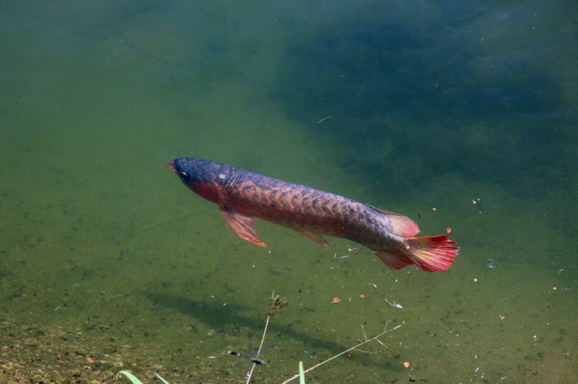 帶你走進(jìn)原生態(tài)龍魚圈 馬拉莫寶石魚 第3張