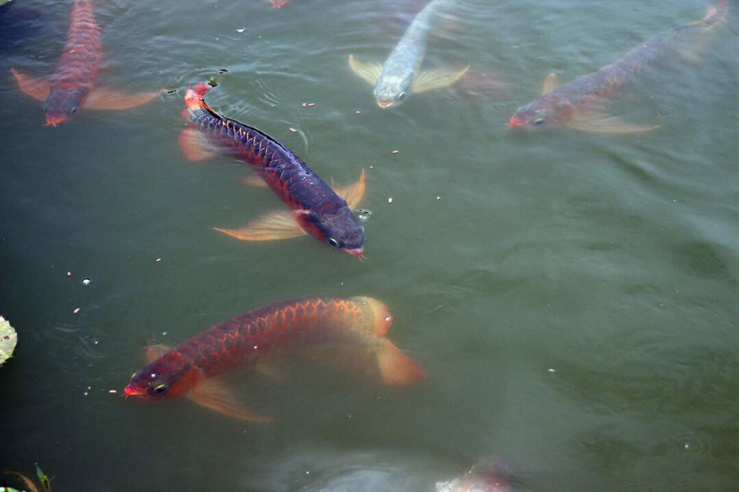 帶你走進(jìn)原生態(tài)龍魚圈 馬拉莫寶石魚 第5張