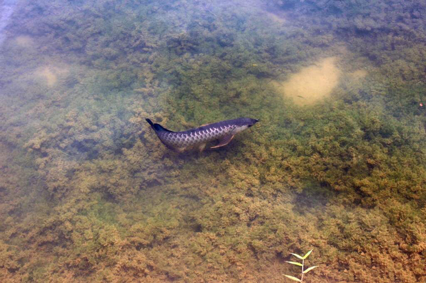 帶你走進(jìn)原生態(tài)龍魚圈 馬拉莫寶石魚 第9張