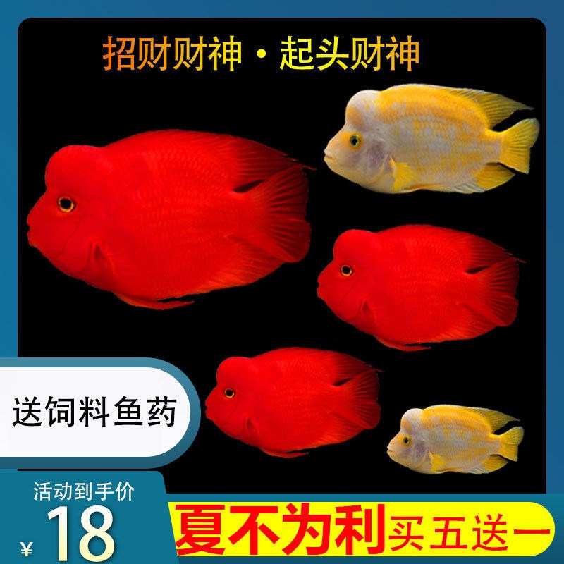 混養(yǎng)這樣會(huì)不會(huì)好點(diǎn)？ 觀(guān)賞魚(yú) 第2張