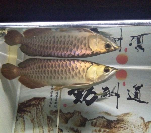 草莓直播活動(dòng)獲獎(jiǎng)信息匯總 過背金龍魚 第6張