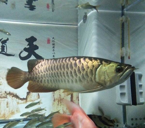 黃金豹紋鰻(黃金虎鰻) 過背金龍魚 第1張