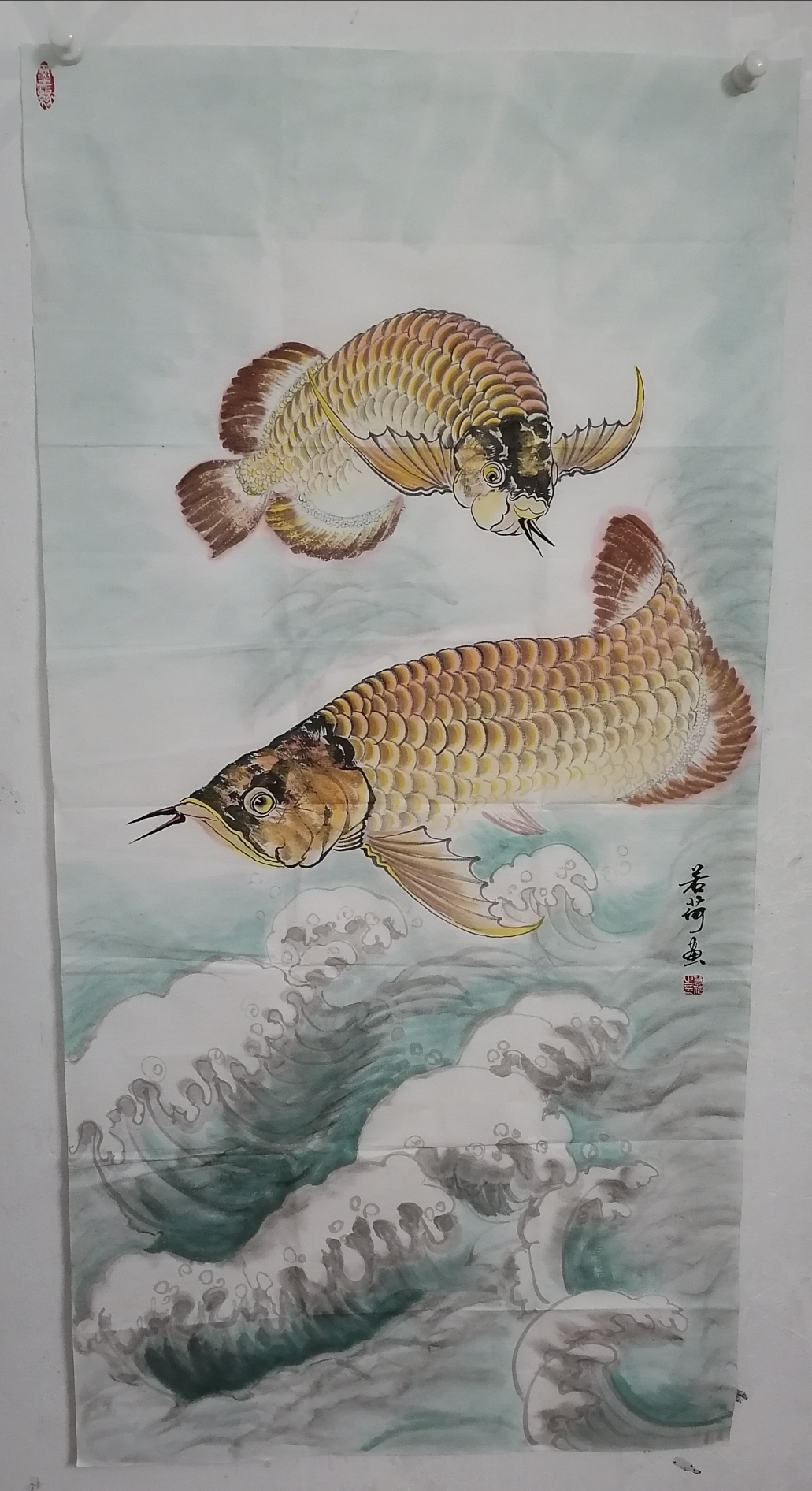 專畫金龍魚 南美異型魚 第2張