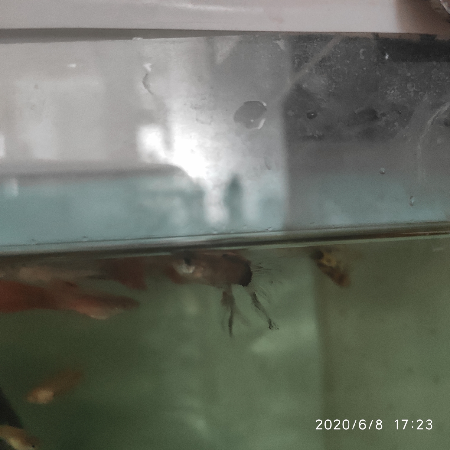 孔雀爛尾 紅老虎魚 第2張