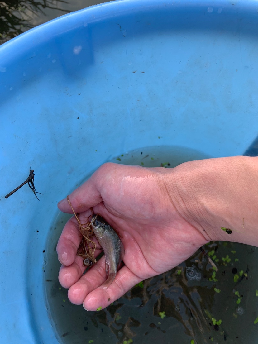 水溝撈小魚(yú) 刀魚(yú)魚(yú) 第6張