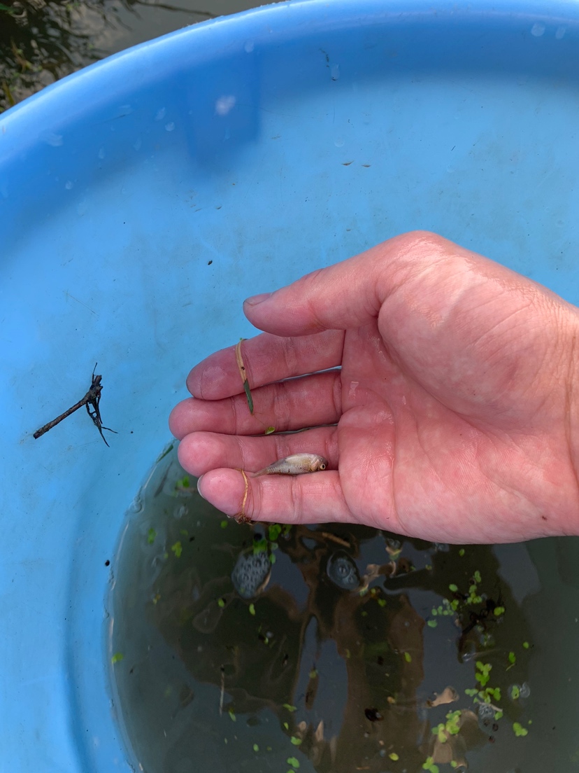 水溝撈小魚(yú) 刀魚(yú)魚(yú) 第4張