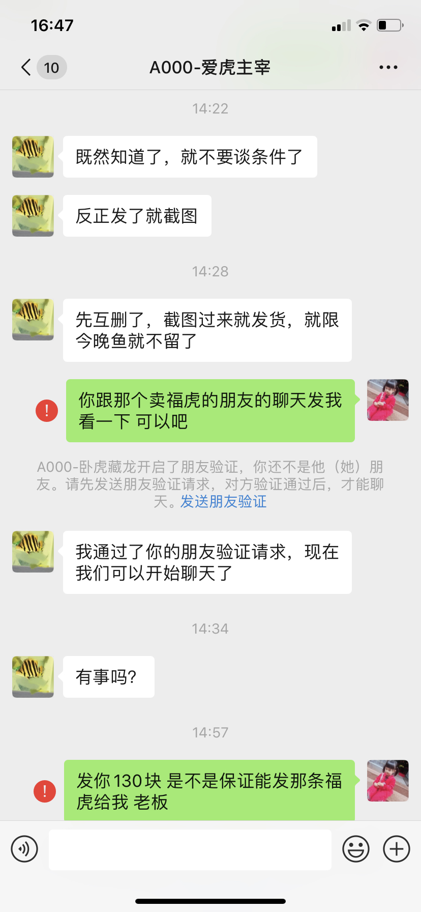 頭像換了虎友們注意了 泰龐海蓮魚 第3張