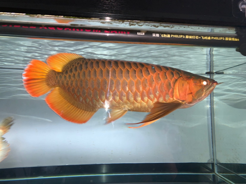 還原真實 大湖紅龍魚 第4張