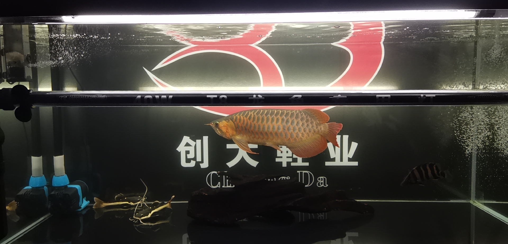 等待著 紅龍專用魚糧飼料 第2張