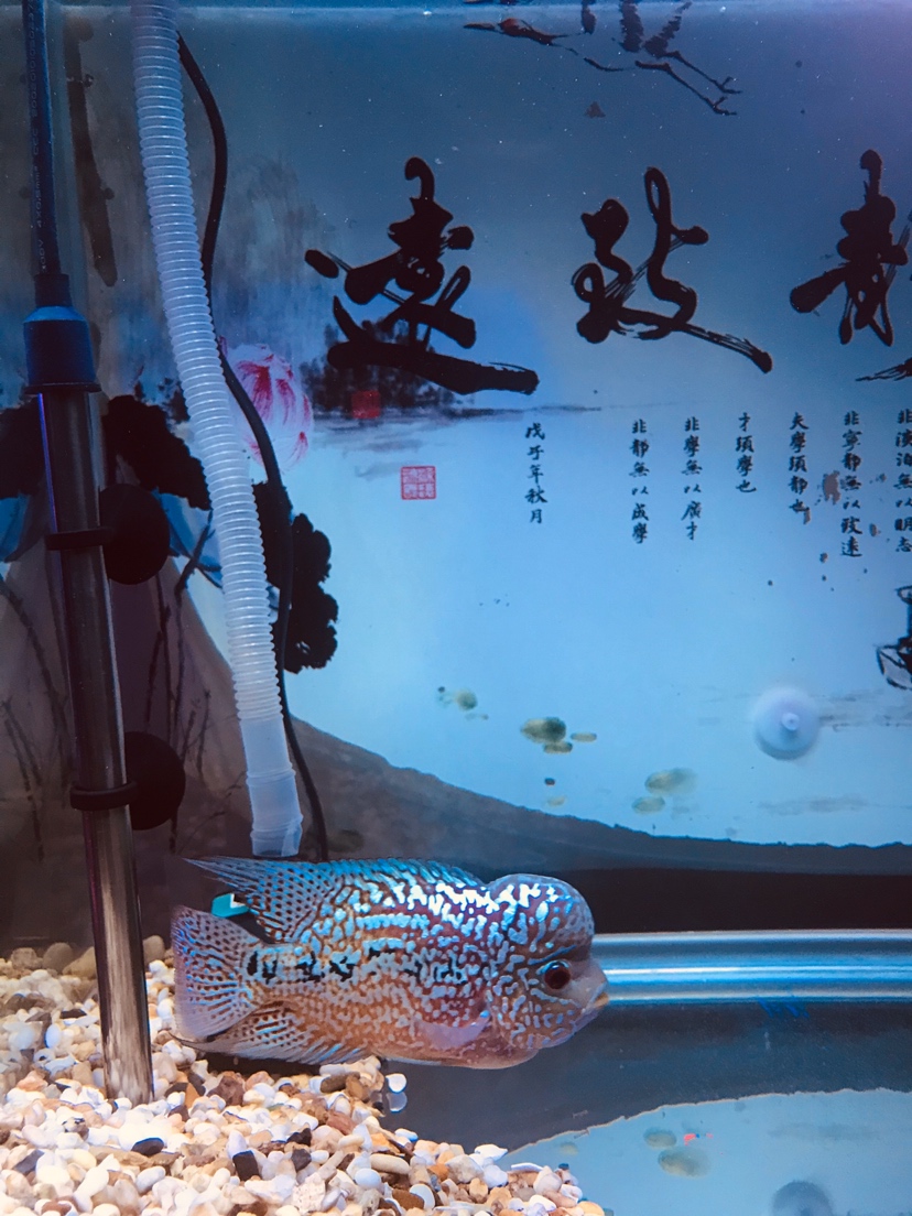 周末就是折騰換水洗棉 高背金龍魚 第1張