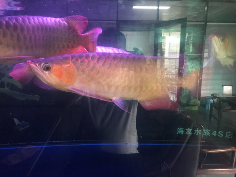 怎樣才能變紅需要開燈嗎 元寶鳳凰魚 第2張