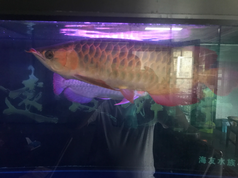 怎樣才能變紅需要開燈嗎 元寶鳳凰魚 第3張