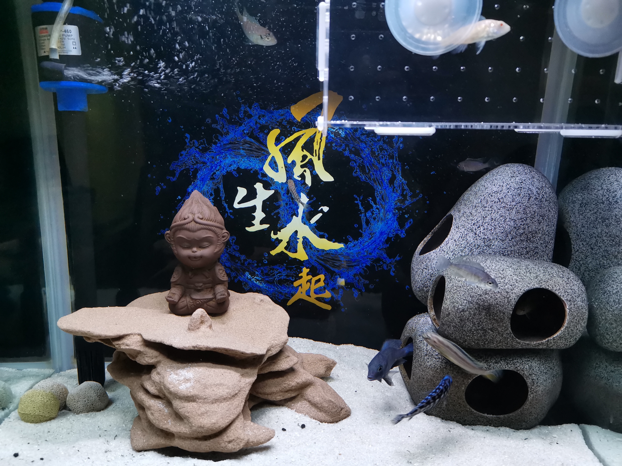 入手幾條幼鯛看能不能養(yǎng)大 祥龍水族濾材/器材 第1張