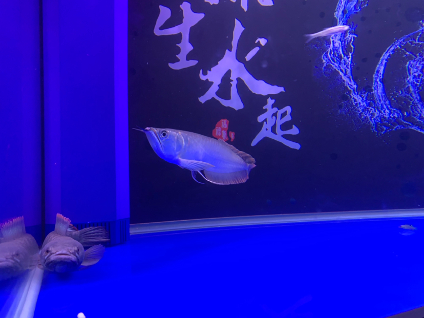 混條彩虹雷龍養(yǎng)魚就是折騰折騰折騰 龍魚芯片掃碼器 第2張