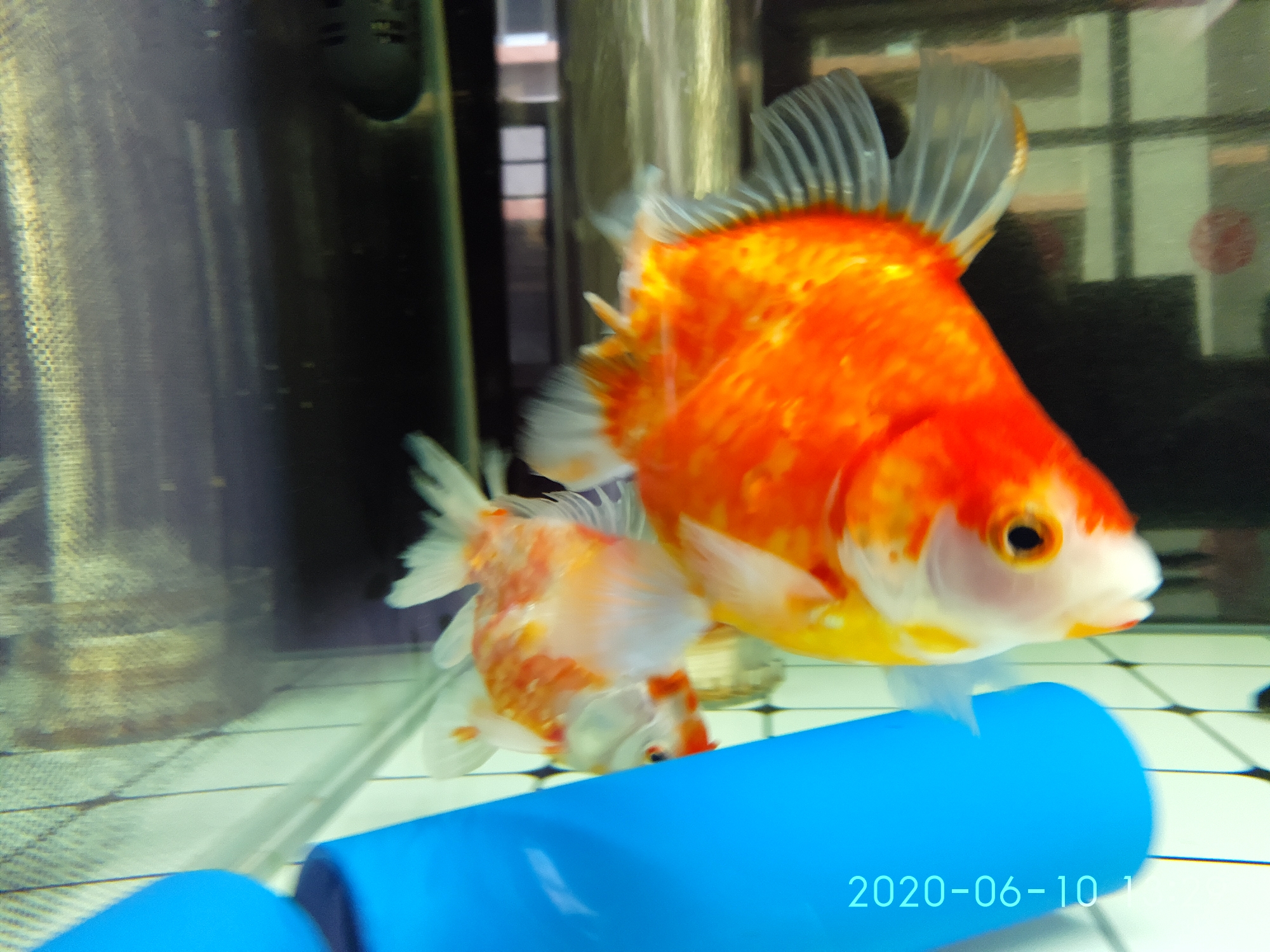 生命力頑強(qiáng)的闖缸魚 水族維護(hù)服務(wù)（上門） 第2張