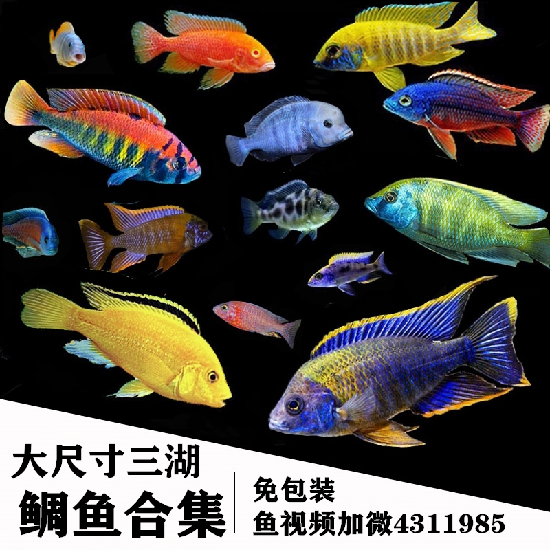 就是這種狀態(tài)才舒服 慈雕魚 第2張