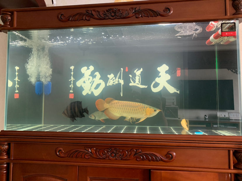 昨天晚上喂點(diǎn)泥鰍小魚早起就這樣 埃及神仙魚 第2張